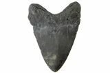 Fossil Megalodon Tooth - South Carolina #164979-2